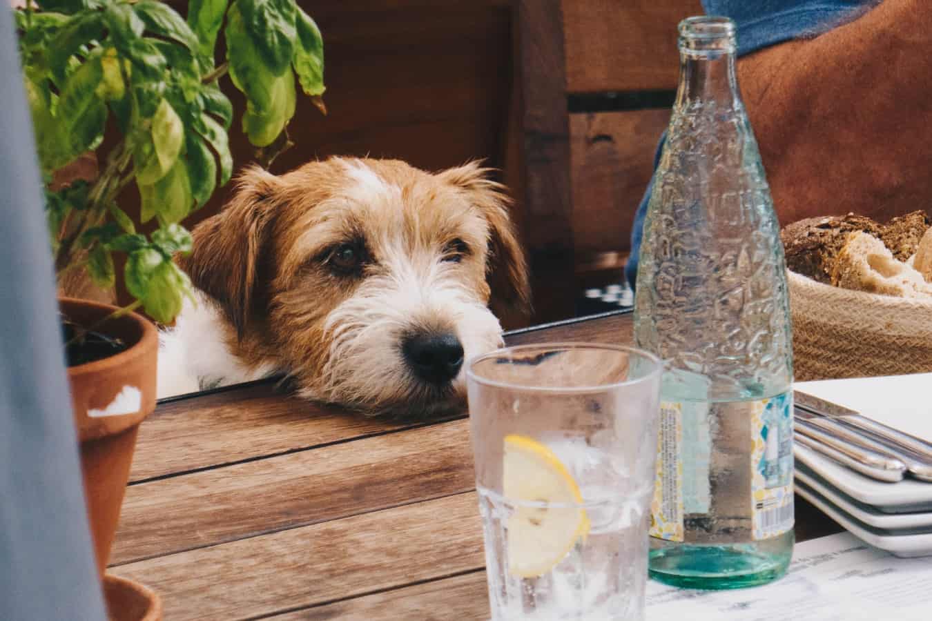 dog laying his on table looking at water